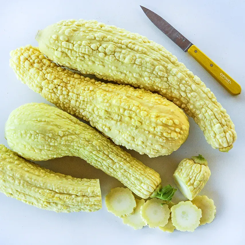 Squash &#39;Rugosa Friulana&#39; - 4&quot;