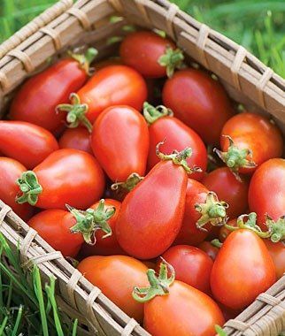 Tomato &#39;Red Pear&#39; - 4&quot; (AR)