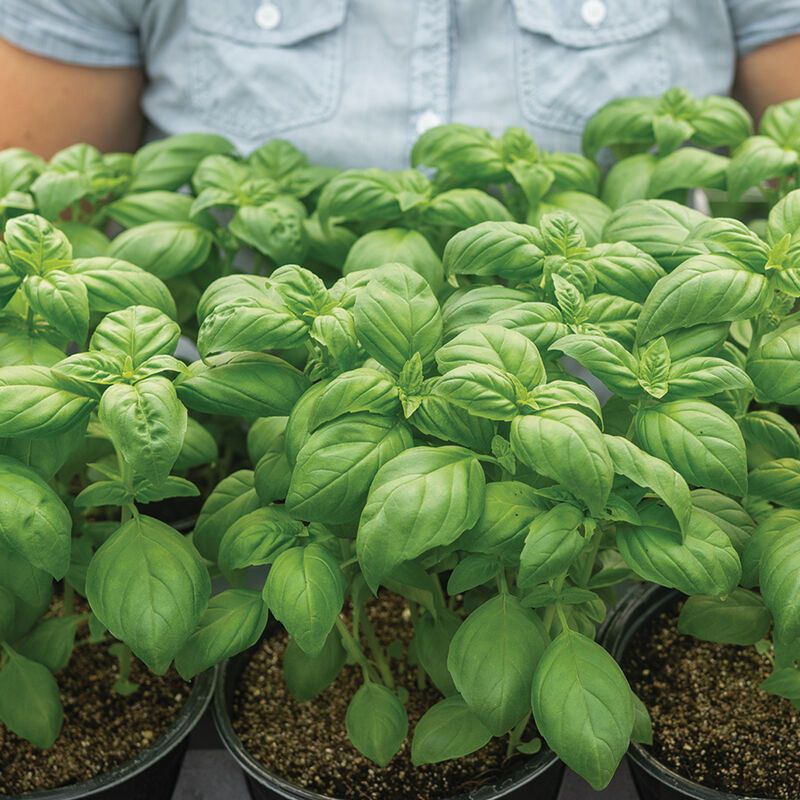 Basil &#39;Lihi Prospera&#39; - 4&quot;
