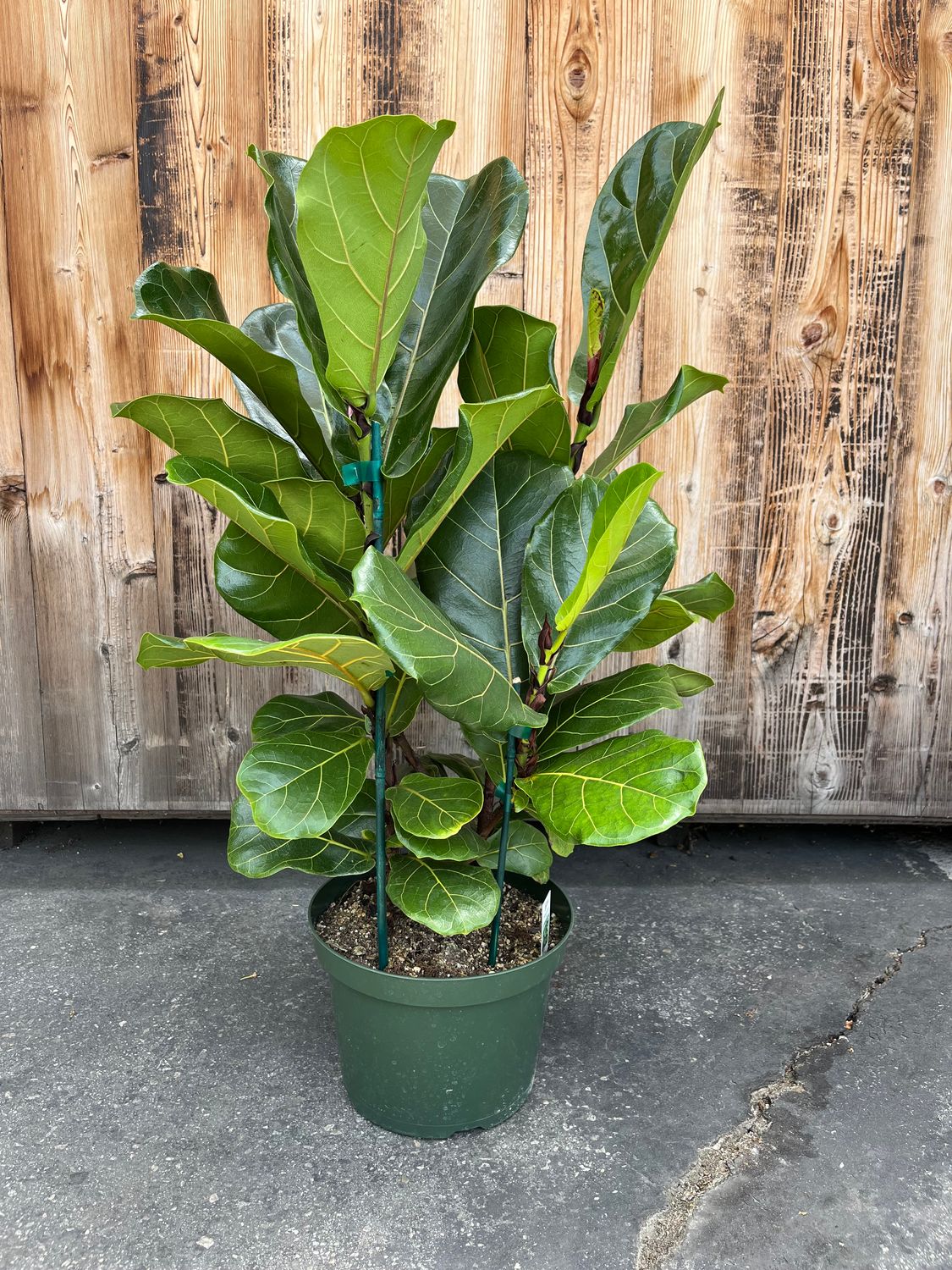 Ficus lyrata (Fiddle Leaf Fig) - 8&quot;