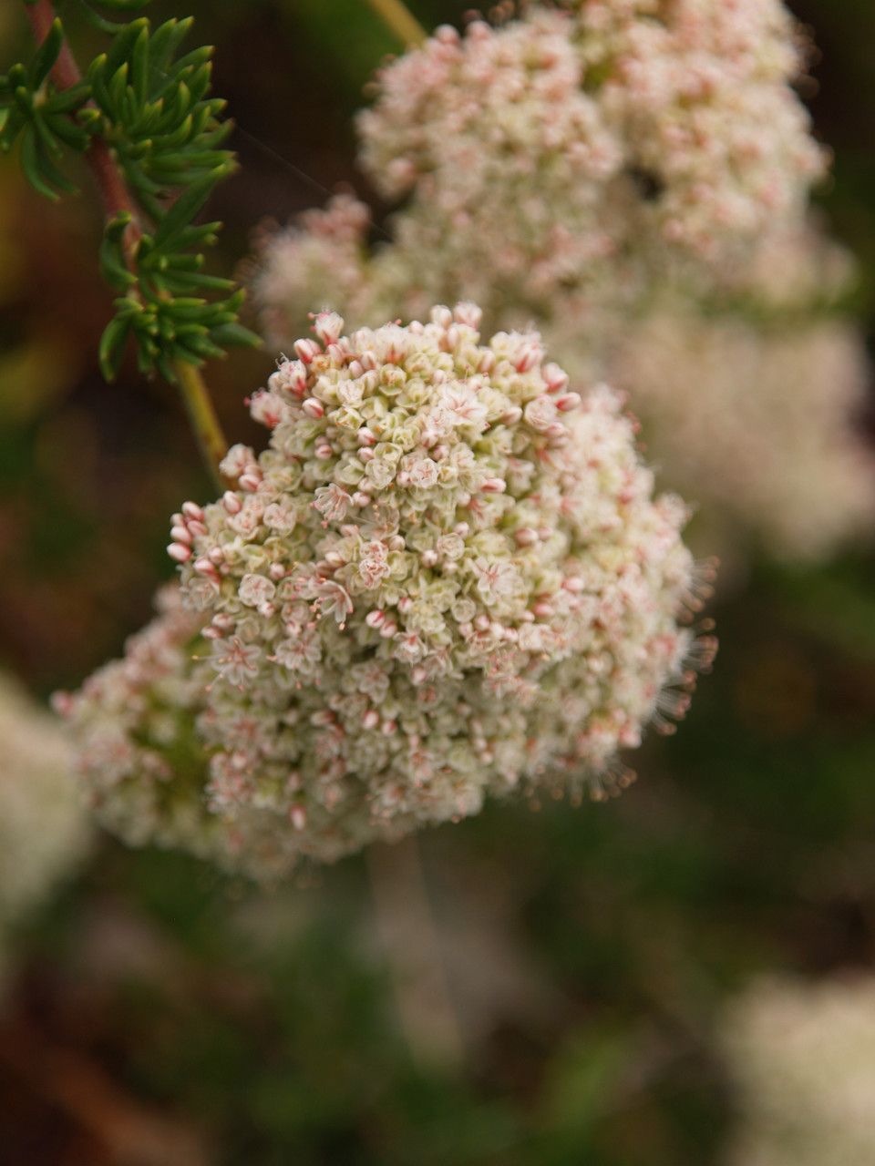 Eriogonum fasciculatum &#39;Bruce Dickinson&#39; (CA Buckwheat) - 1g