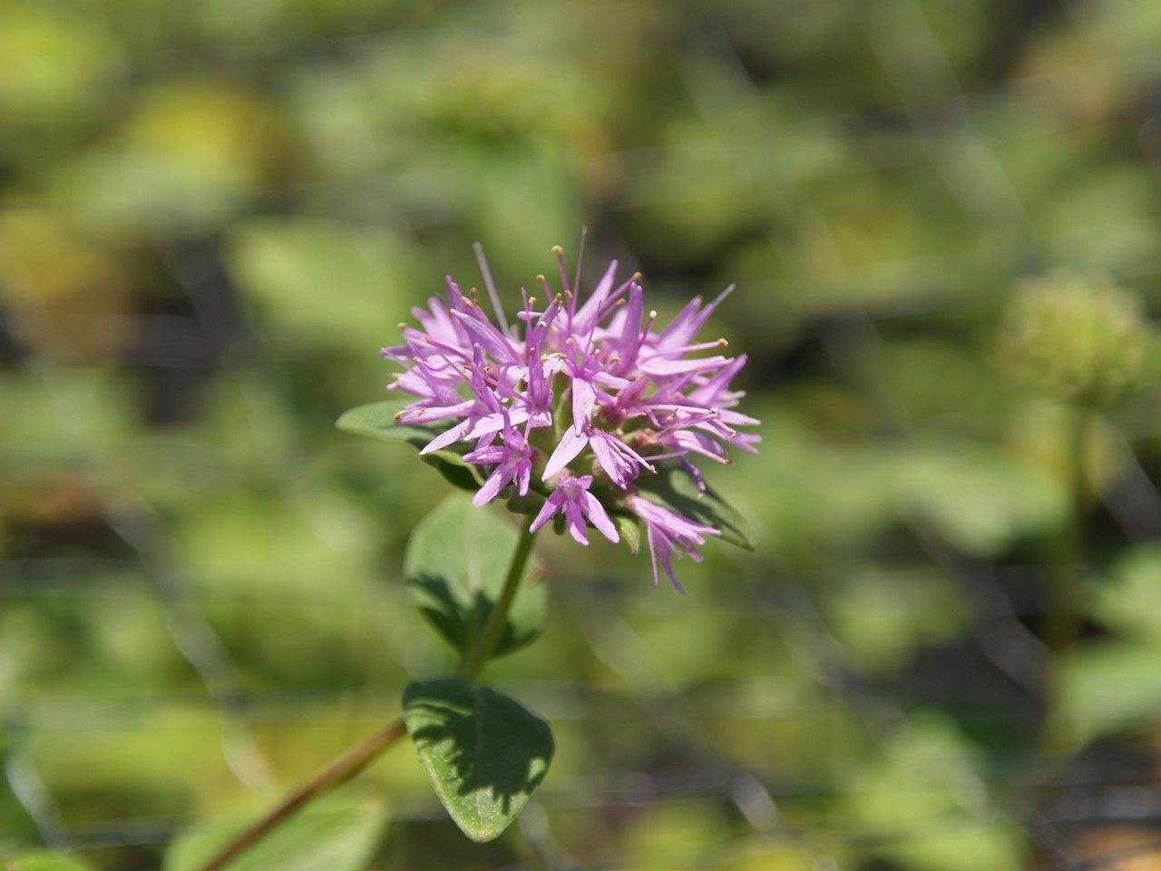 Monardella antonina (San Antonio Hills Monardella) - 1g