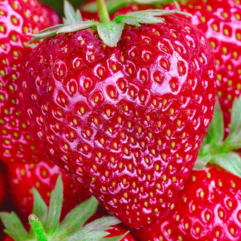 Strawberry &#39;Quinault&#39; - 4&quot;