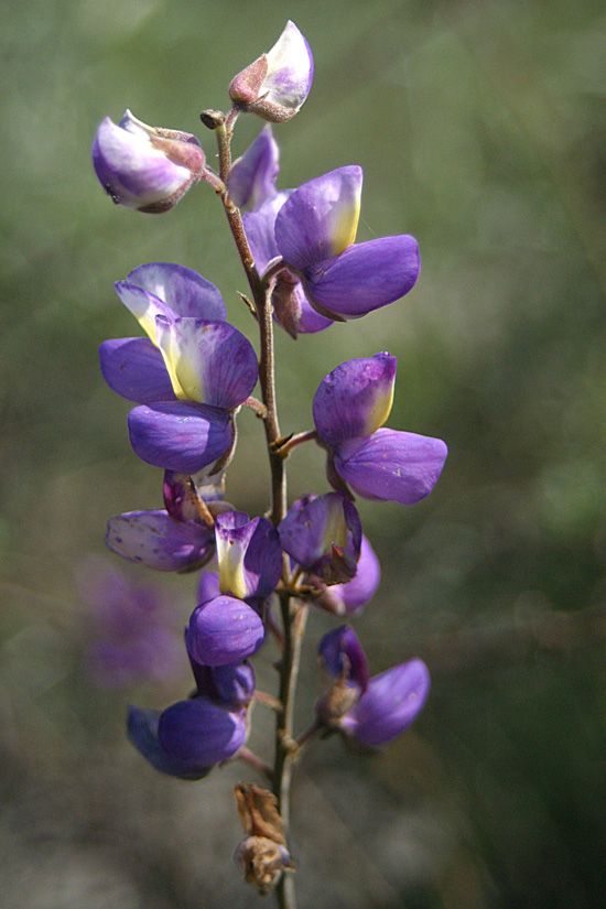 Lupinus longifolius (Violet Bush Lupine) - 4&quot;
