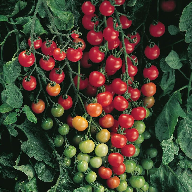 Tomato &#39;Super Sweet 100&#39; - 1g