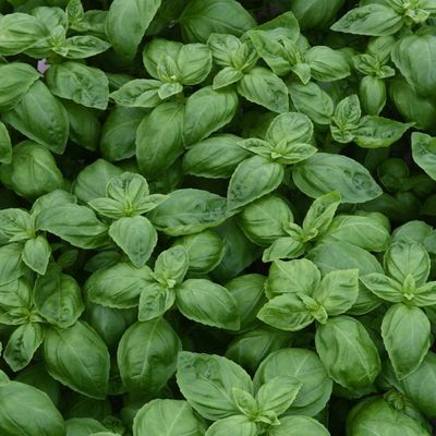 Basil &#39;Dolce Fresca&#39; - 6&quot;