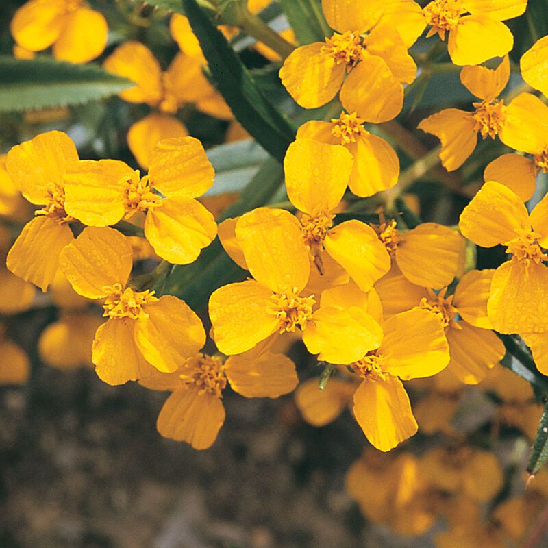 Mexican Mint Marigold (Mexican Tarragon) - 4&quot; (CG)