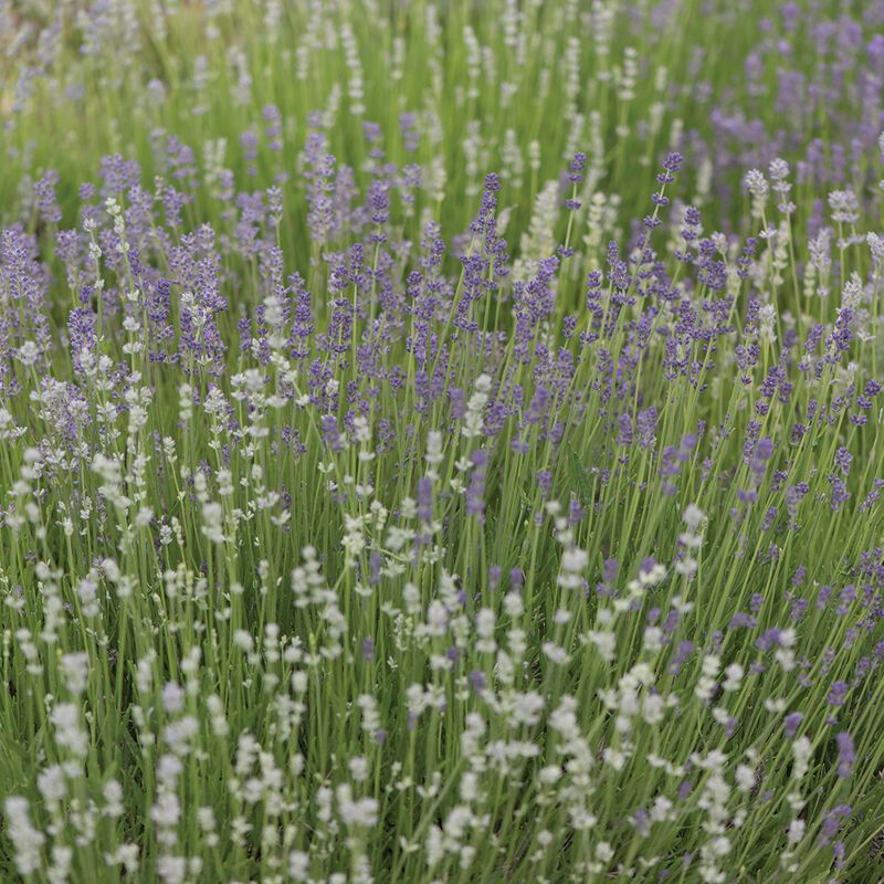 Lavender &#39;Munstead&#39; - 4&quot;