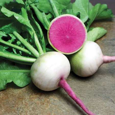 Radish &#39;Starburst&#39; - 6pk