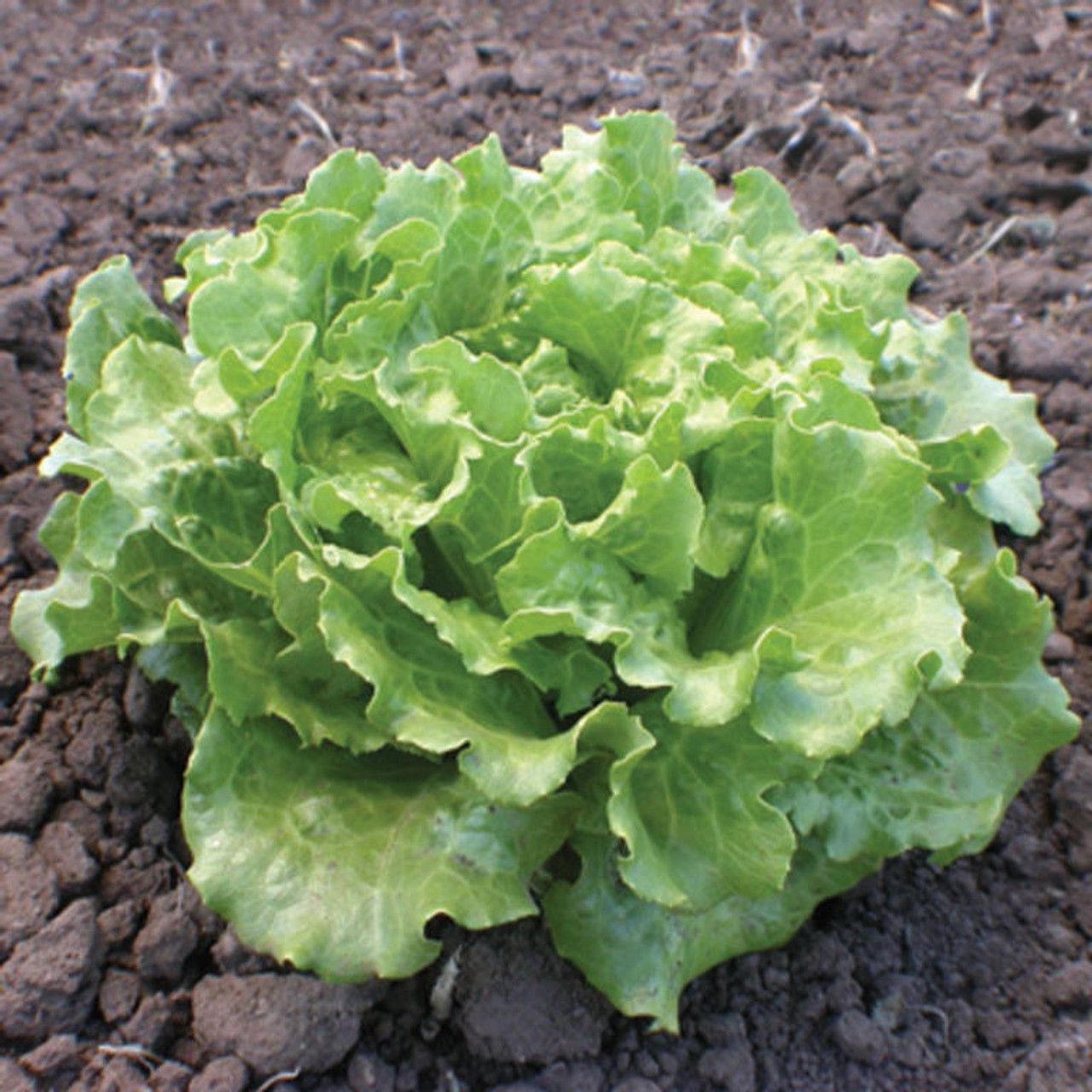 Batavia Lettuce &#39;Nevada&#39; - 6pk
