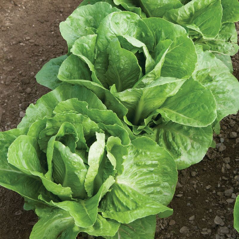 Romaine Lettuce &#39;Coastal Star&#39; OG - 6pk
