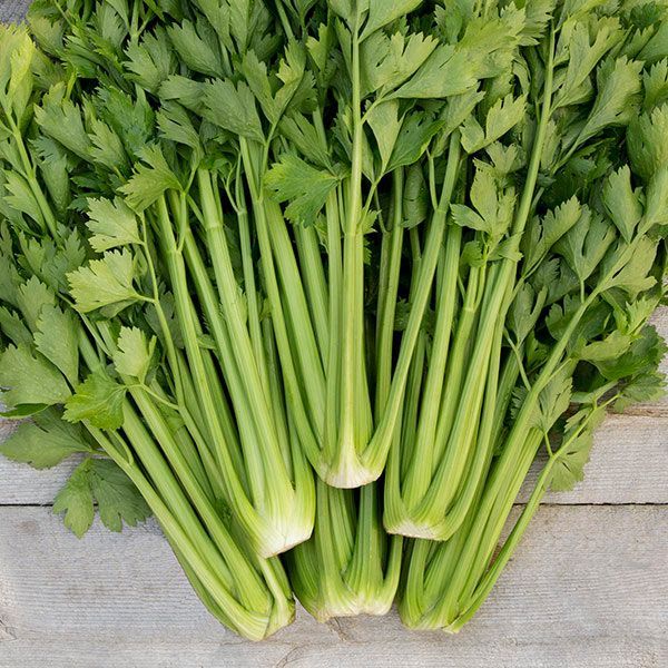 Celery &#39;Tango&#39; - 6pk