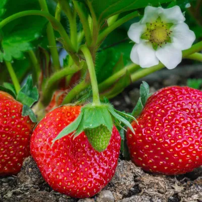 Strawberry &#39;Sequoia&#39; - Jumbo 6pk