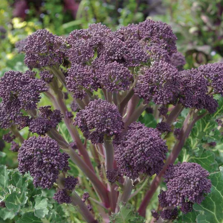 Broccoli &#39;Purple Sprouting&#39; OG - 6pk