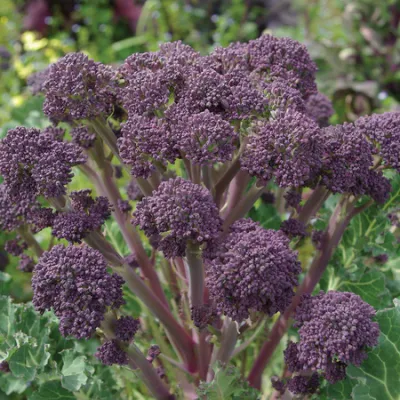 Broccoli &#39;Purple Sprouting&#39; OG - 6pk