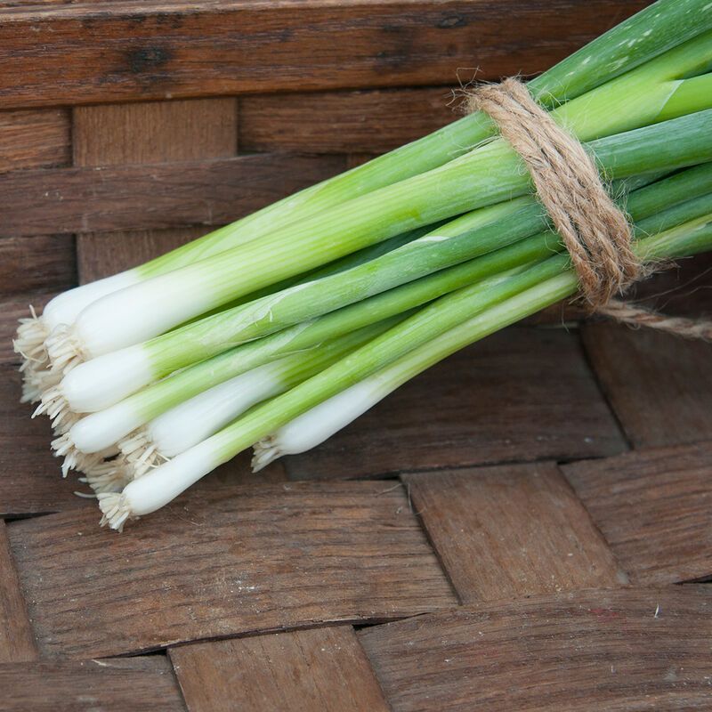 Onion &#39;Green Bunching&#39; - 6pk