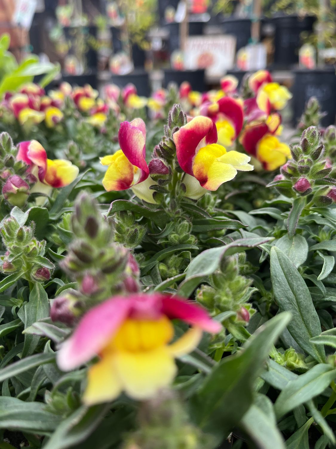 Snapdragon &#39;Floral Showers Red &amp; Yellow&#39; - 6pk