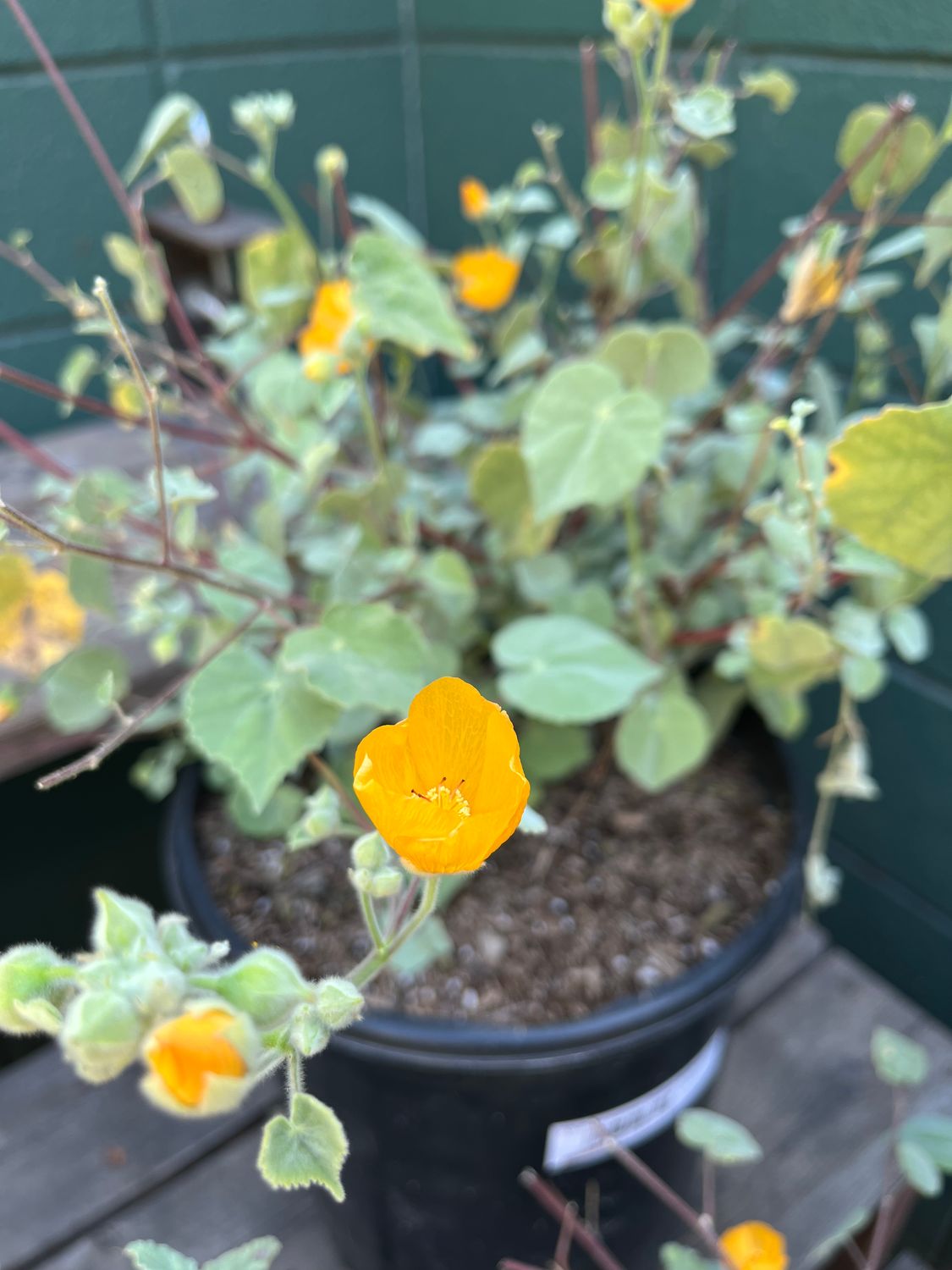 Abutilon palmeri (​Indian Mallow) - 5g