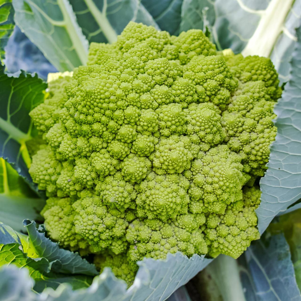 Broccoli &#39;Romanesco&#39; OG - 6pk