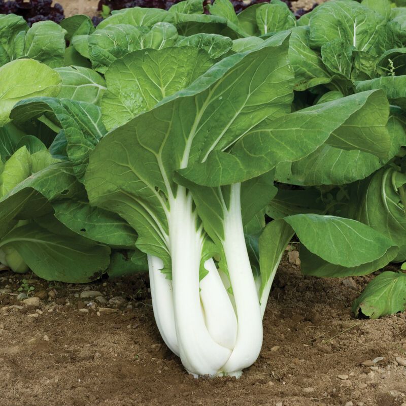 Bok Choy &#39;Joi Choi&#39; - 4&quot;