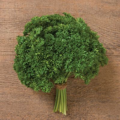 Parsley &#39;Curled&#39; OG- 4&quot;