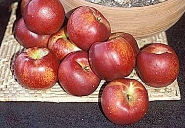 Nectarine &#39;Desert Dawn&#39; - Bare Root