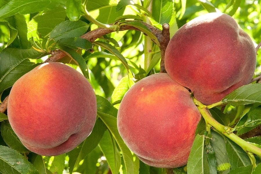Peach &#39;Desert Gold&#39; - Bare Root