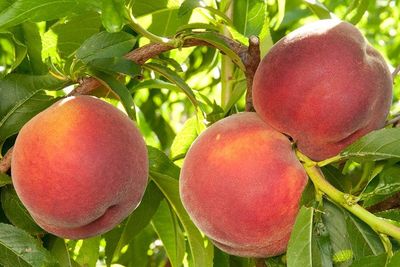 Peach 'Desert Gold' - Bare Root