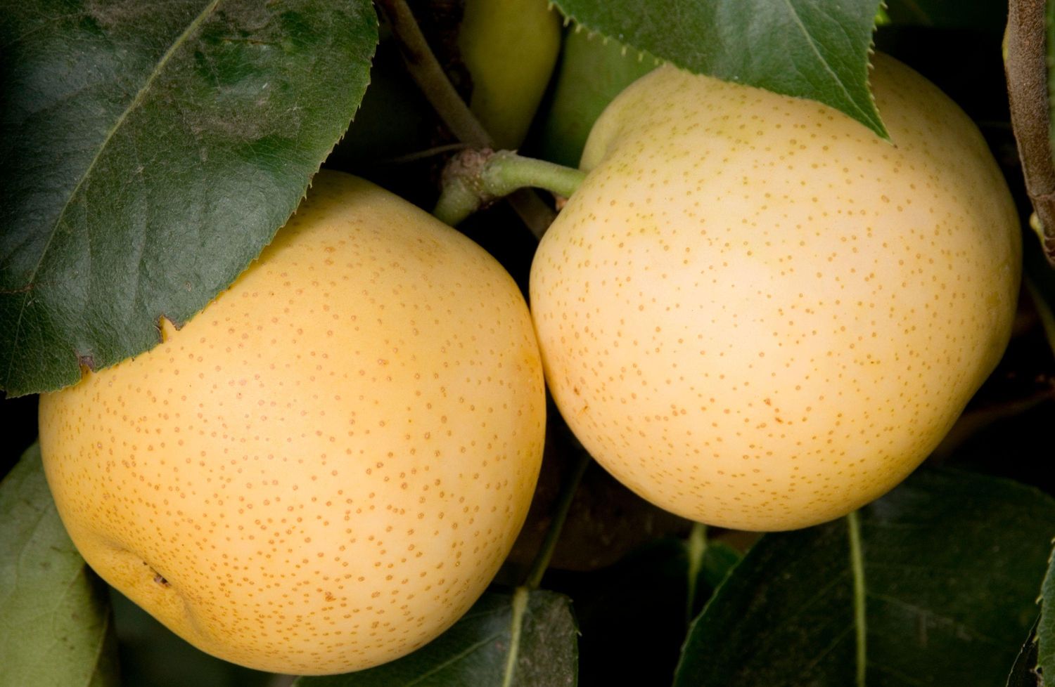 Asian Pear &#39;Shinseiki&#39; - Bare Root