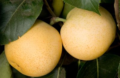 Asian Pear 'Shinseiki' - Bare Root