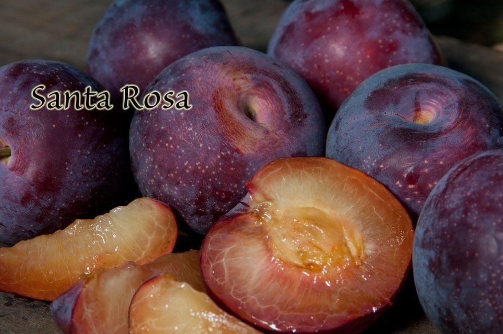 Plum &#39;Santa Rosa&#39; - Bare Root