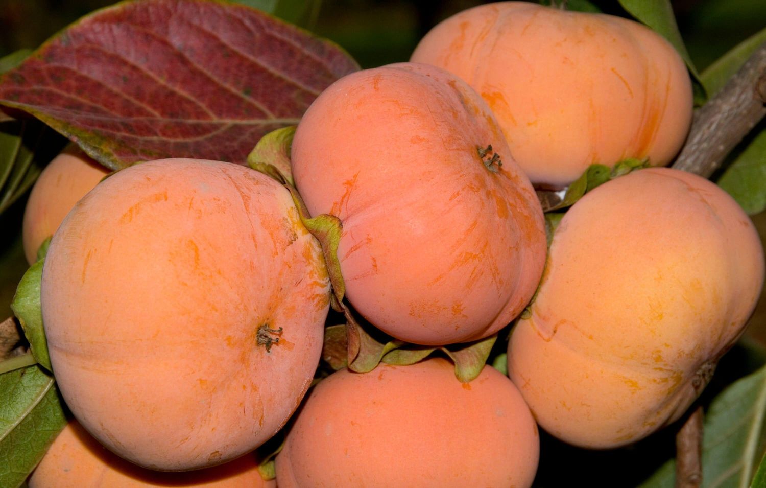 Persimmon &#39;Fuyu (Jiro)&#39; - Bare Root