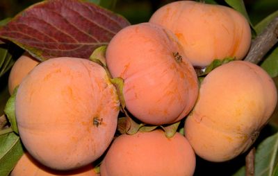 Persimmon 'Fuyu (Jiro)' - Bare Root
