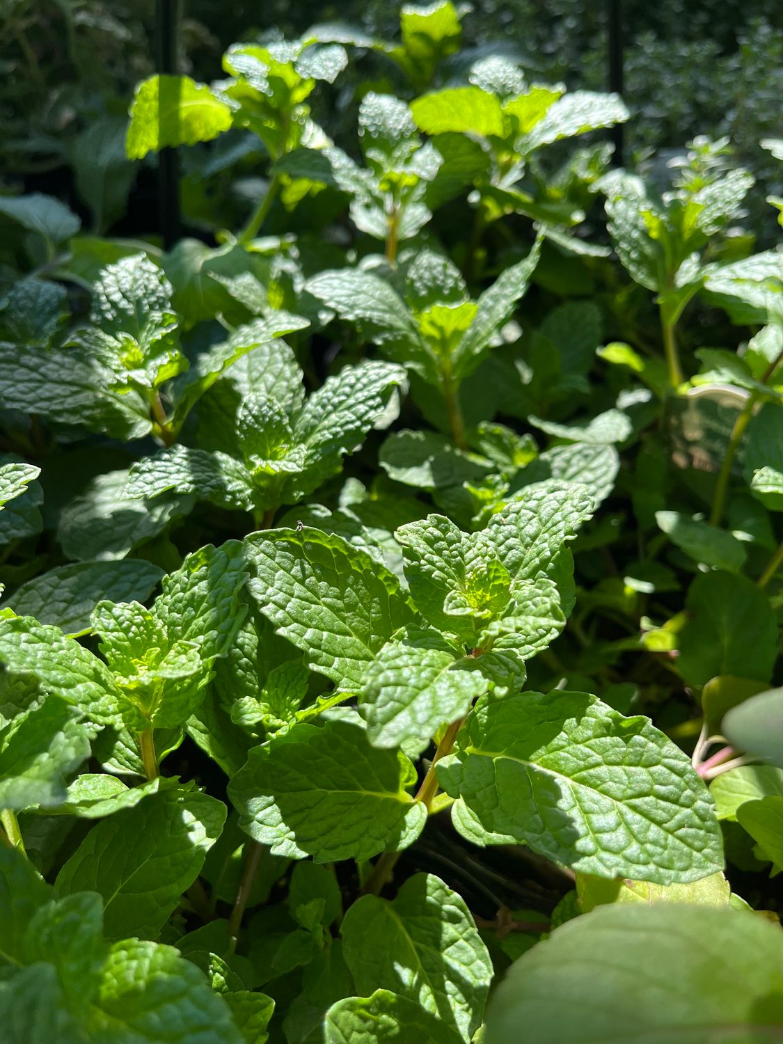 Spearmint &#39;Kentucky Colonel&#39; - 4&quot;