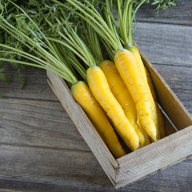 Carrot &#39;Gold Nugget&#39; - 6pk