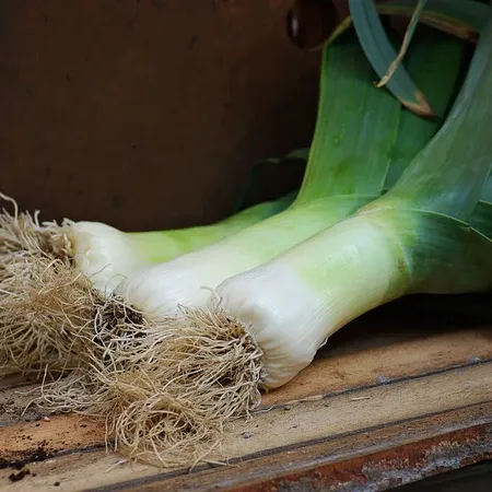 Leek &#39;Giant Musselburgh&#39; - 6pk