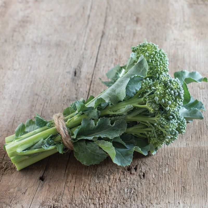 Broccoli &#39;Di Cicco&#39; OG - 6pk