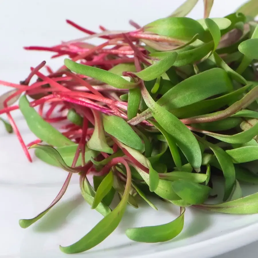 Micro Greens &#39;Swiss Chard&#39; - 6pk