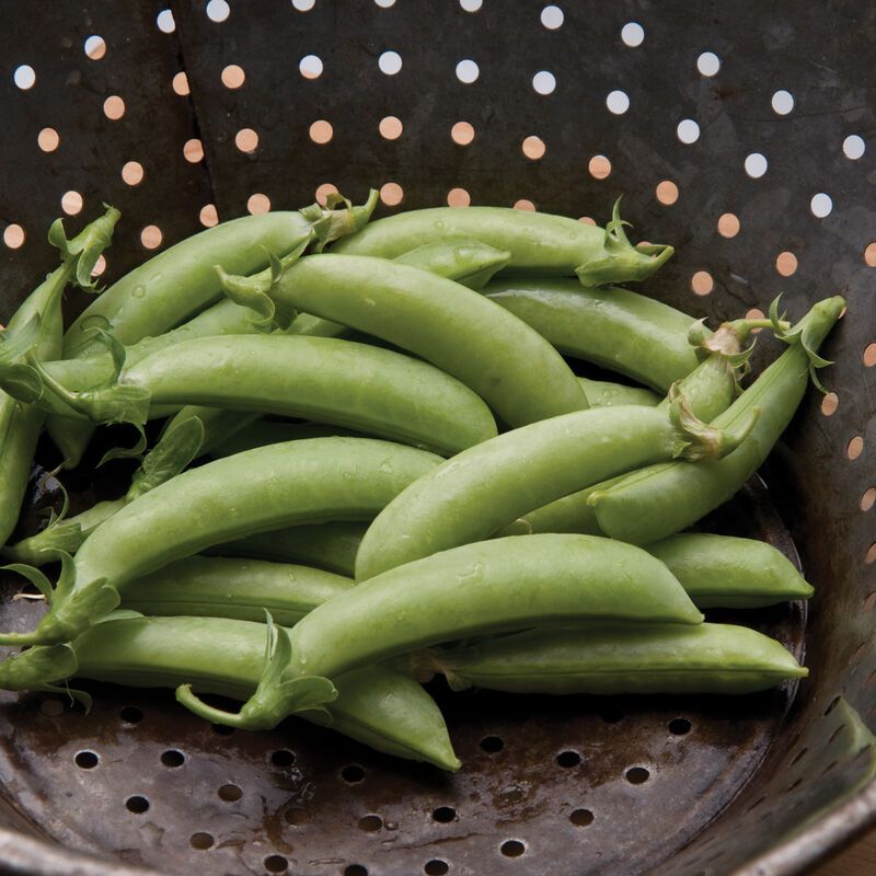 Vining Peas &#39;Sugar Snap&#39; - 6pk