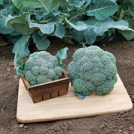 Broccoli &#39;Belstar&#39; OG - 6pk