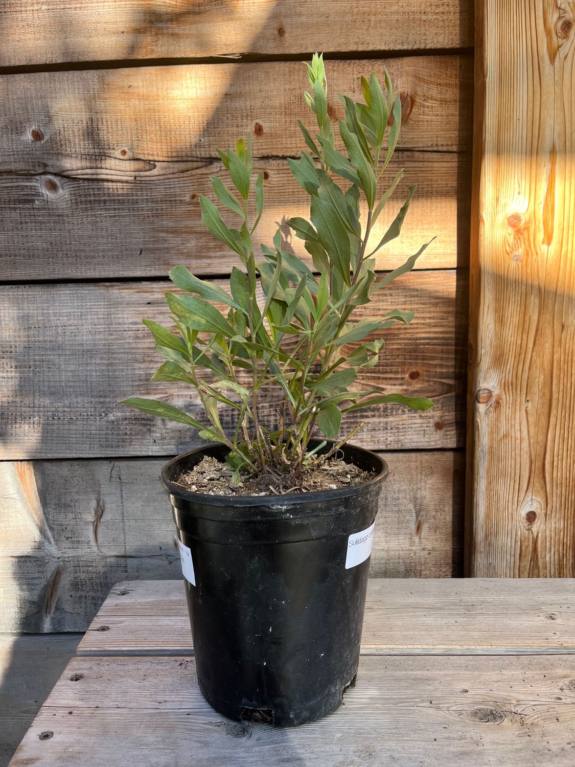 Solidago californica (California Goldenrod) - 1g