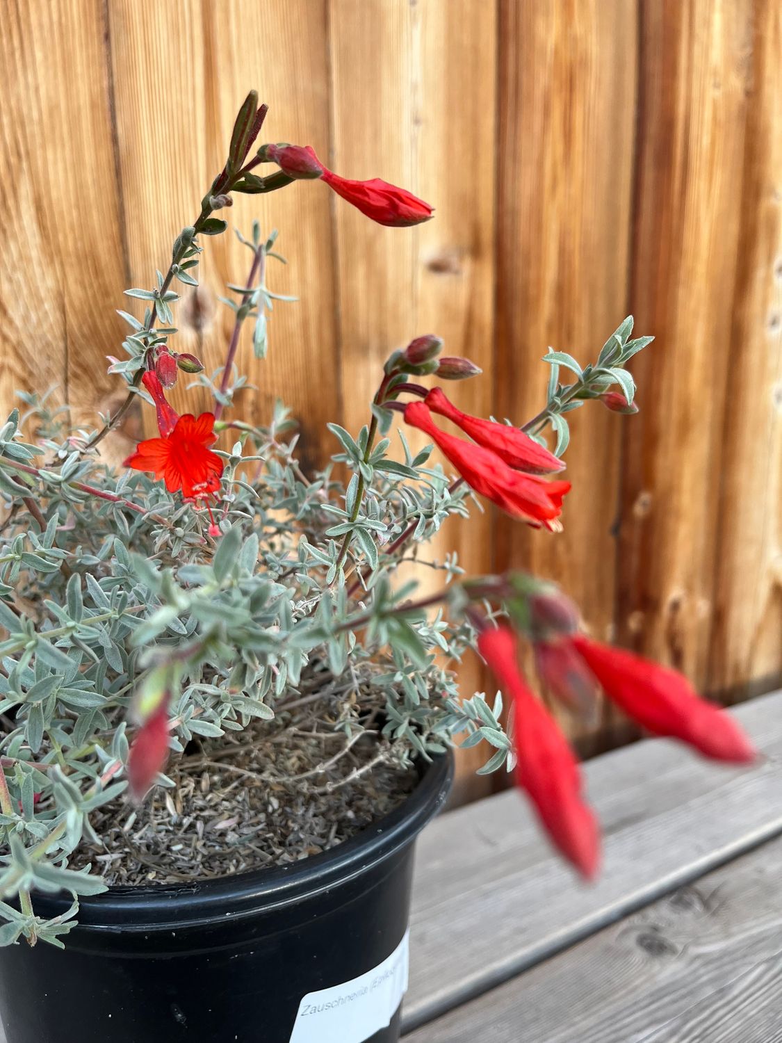 Zauschneria (Epilobium) canum &#39;Berts Bluff&#39; - 1gal