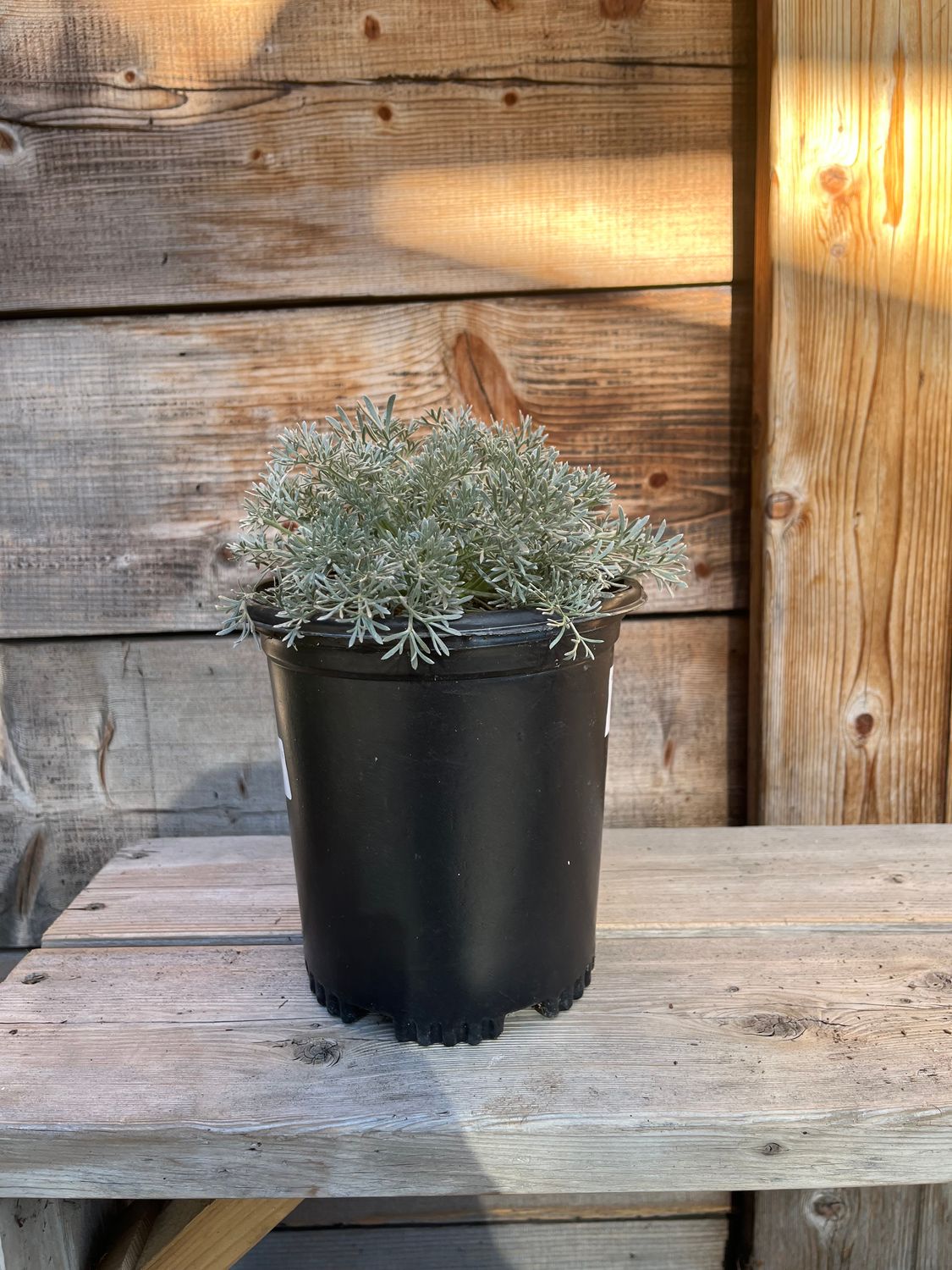 Artemisia pycnocephala &#39;David&#39;s Choice&#39; (Sagebrush) - 1g