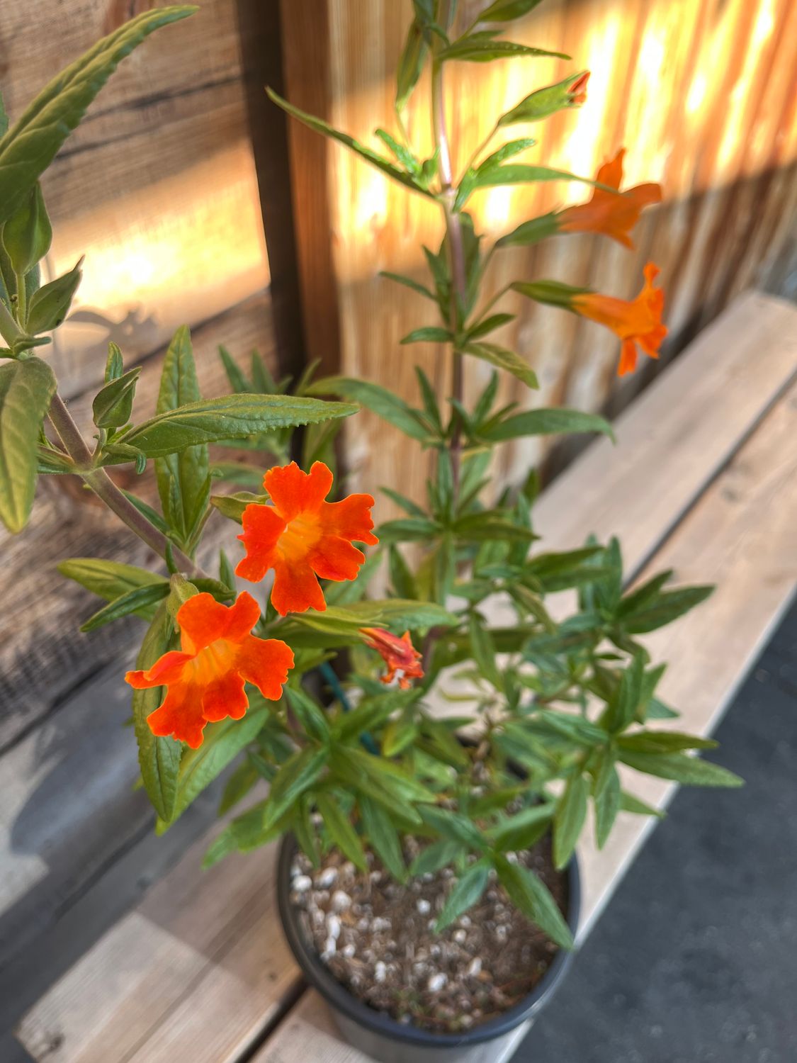 Mimulus &#39;Jelly Bean ORANGE&#39; (Monkeyflower) - 1g