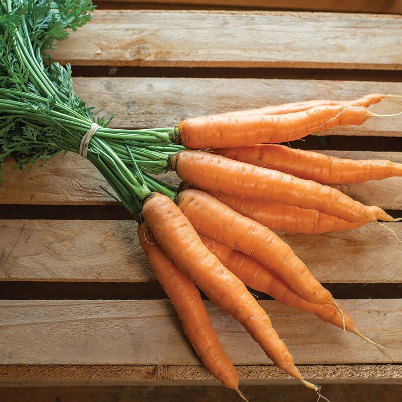 Carrot &#39;Naval&#39; - 6pk