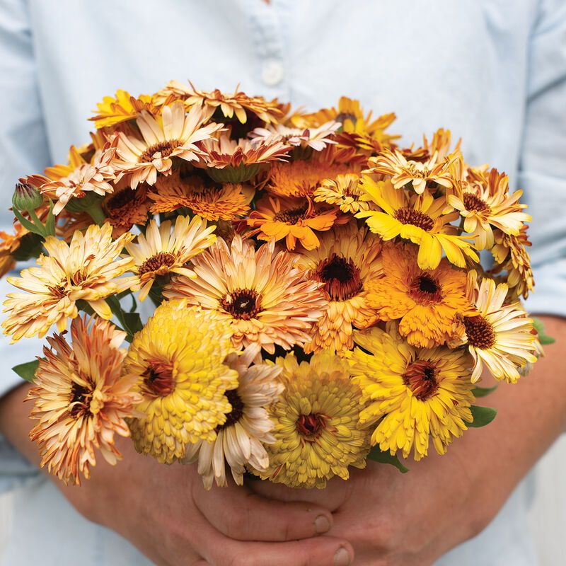 Calendula &#39;Flashback Mix&#39; - 6pk