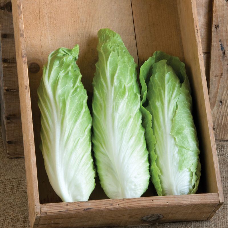 Radicchio &#39;Virtus&#39; - 6pk