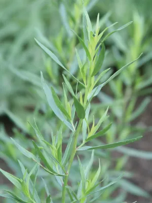 Tarragon &#39;French&#39; - 4&quot; (CG)