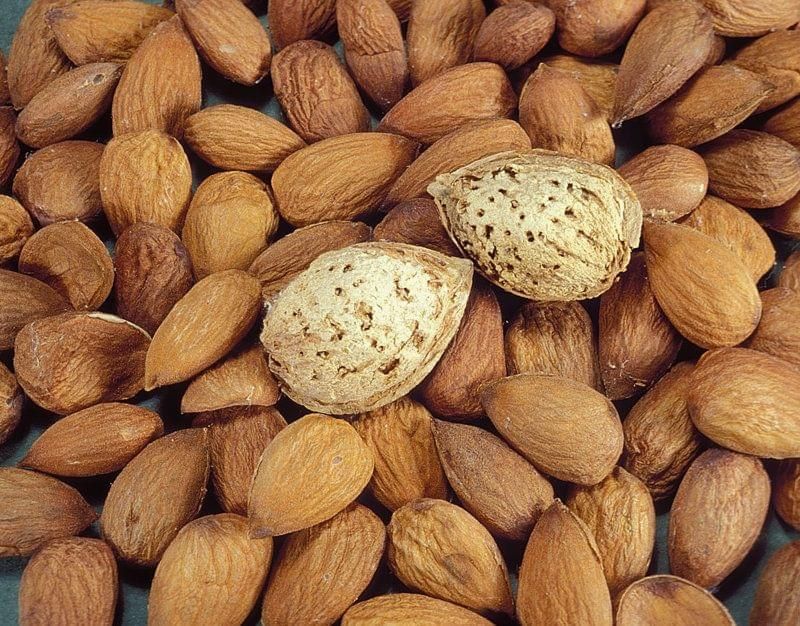 All-in-One Almond - Bare Root