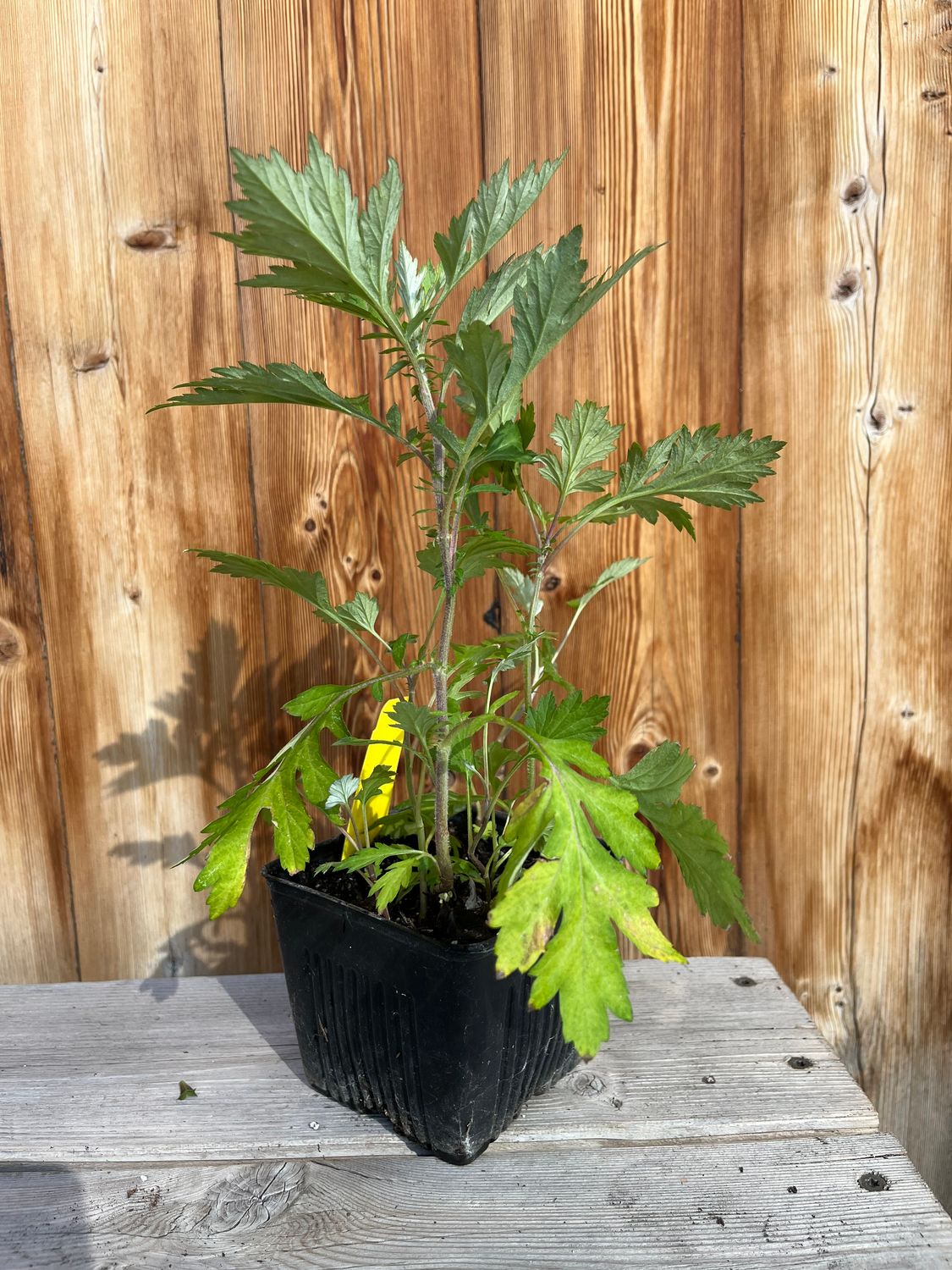 Yomogi (Japanese Mugwort) - 4&quot;